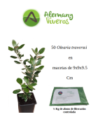 Pack de 50 olearia de 25 Cm